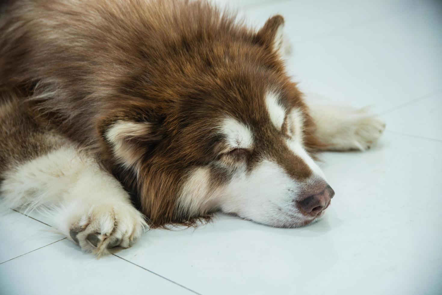 Flacher Fokus Nahaufnahme eines Hundes foto