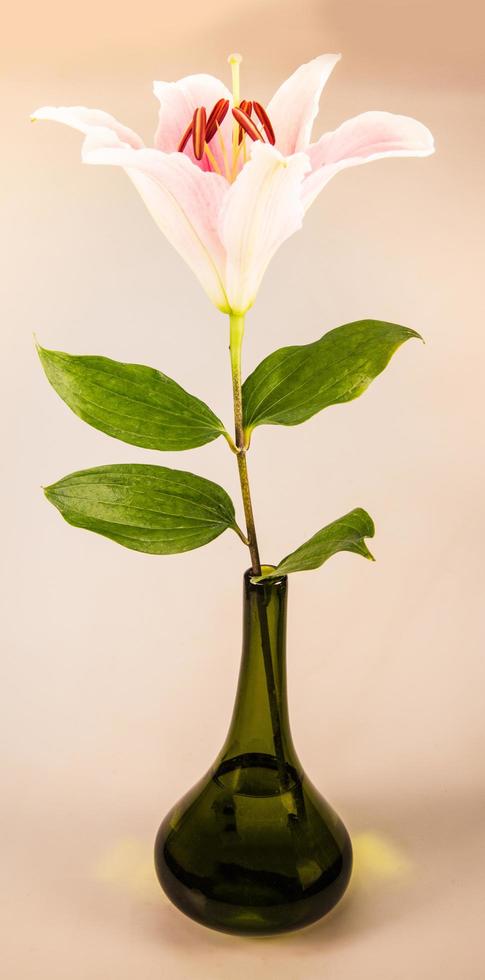 Blumenlilie auf weißem Hintergrund mit Kopienraum für Ihre Nachricht foto