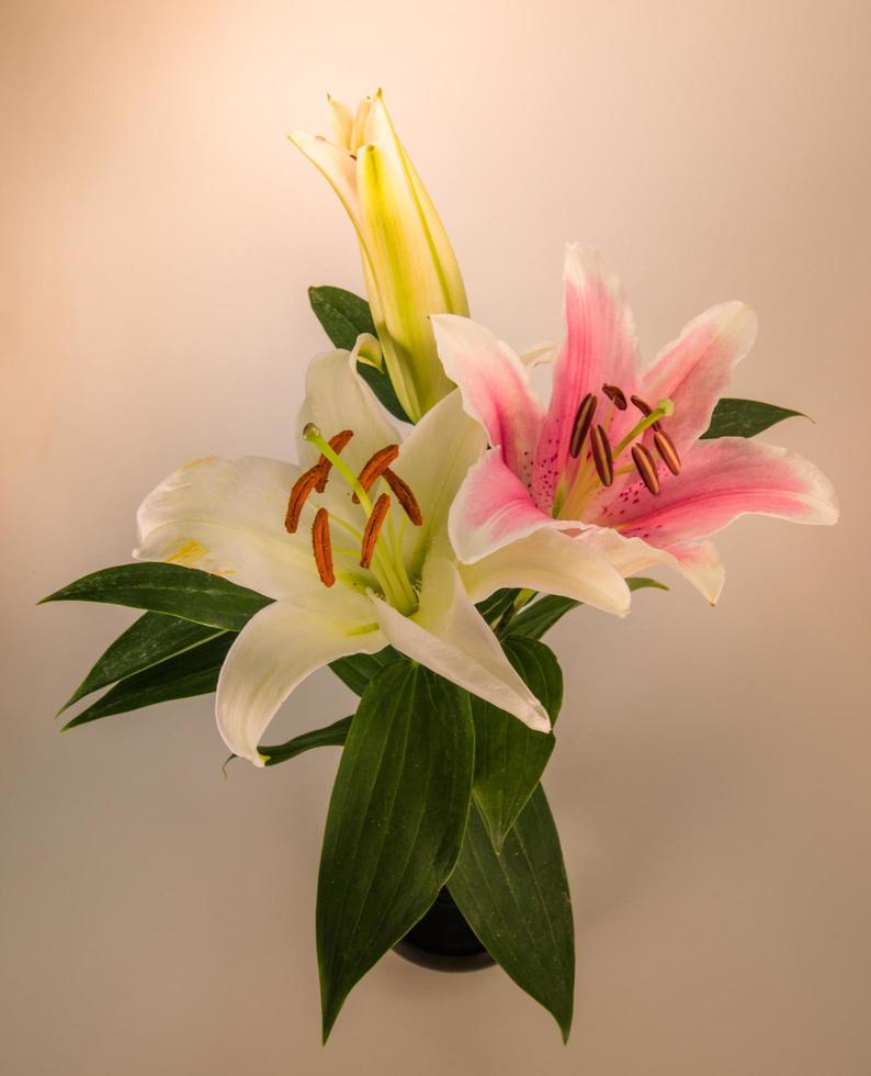 Blumenlilie auf weißem Hintergrund mit Kopienraum für Ihre Nachricht foto
