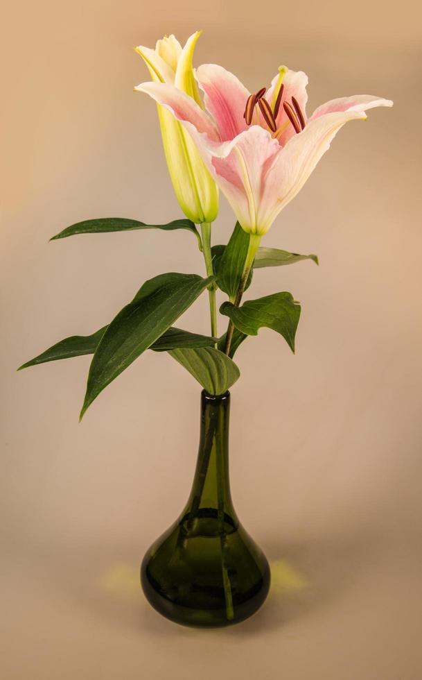 Blumenlilie auf weißem Hintergrund mit Kopienraum für Ihre Nachricht foto