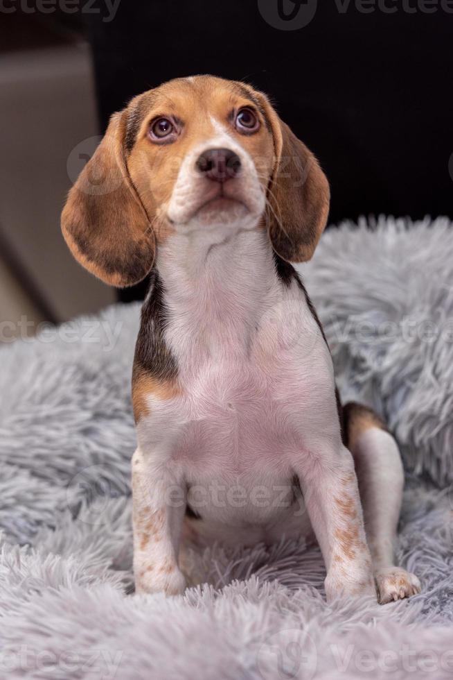 Beagle-Welpe ruht auf einer Couch foto