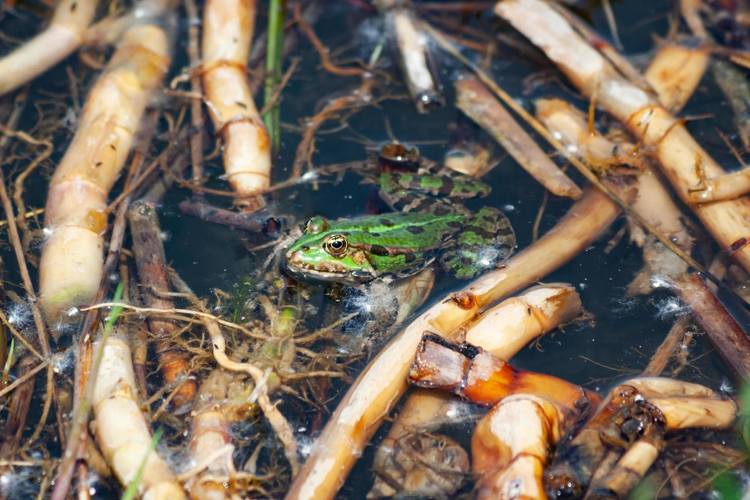 grüner Frosch und Kröte auf dem Wasser. Süßwasserfauna. Reptilien und Amphibien. Wasserwelt. foto