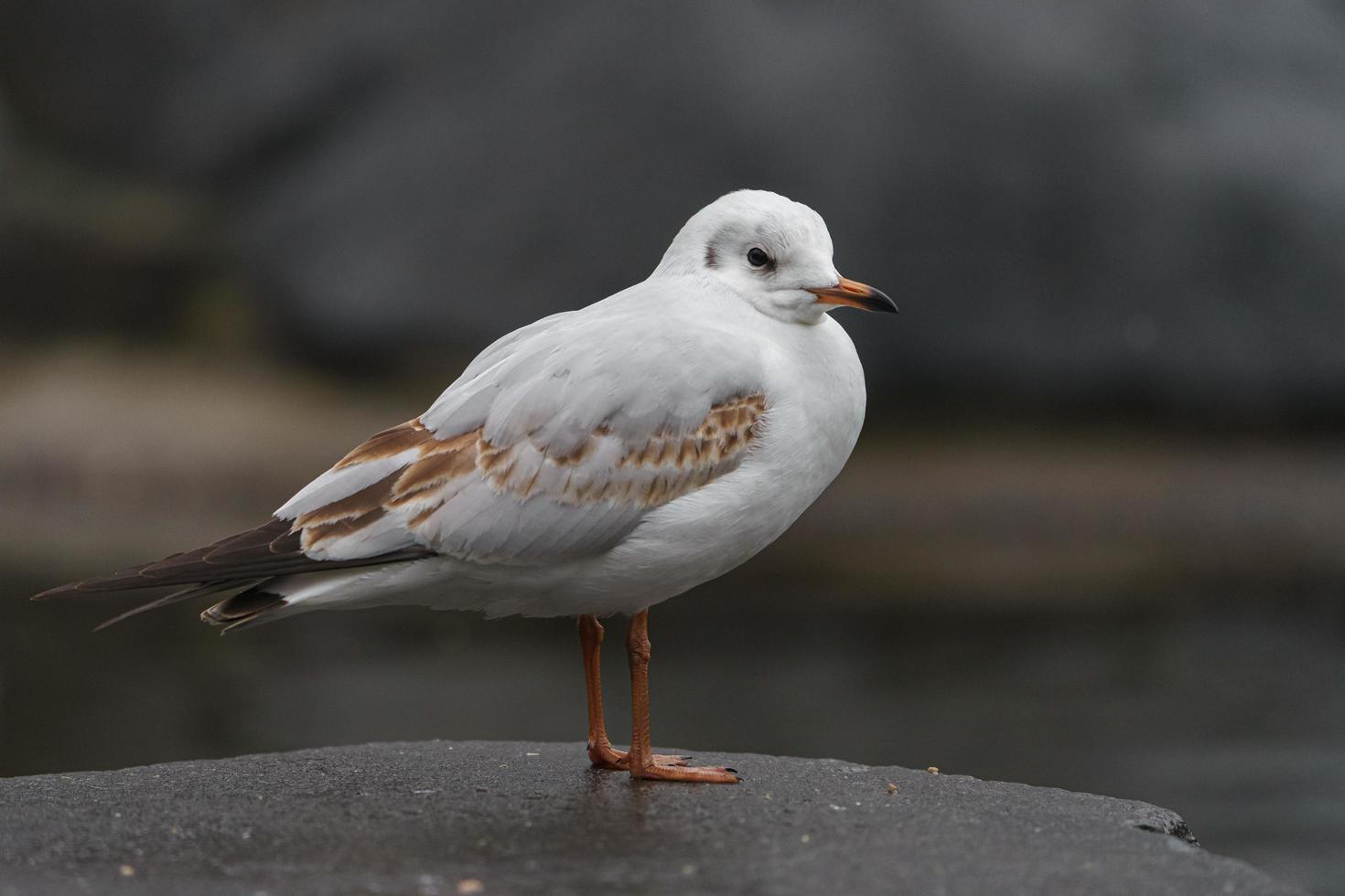 Larus auf Felsen foto