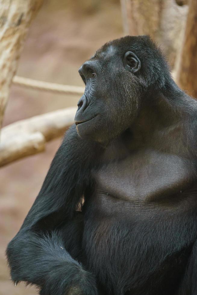 Westlicher Gorilla im Zoo foto