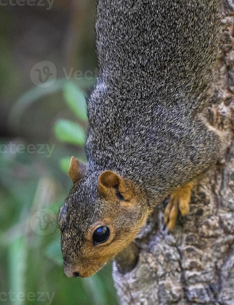 Eichhörnchen Kanada foto