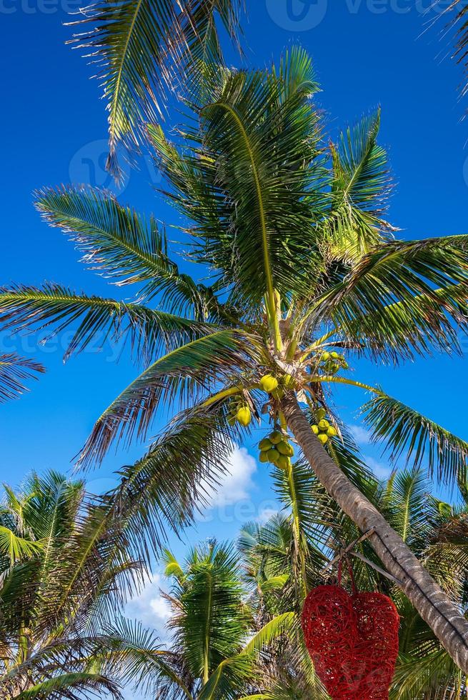 frische Kokosnüsse wachsen auf Palmen mit hängendem herzförmigem Kunstwerk foto