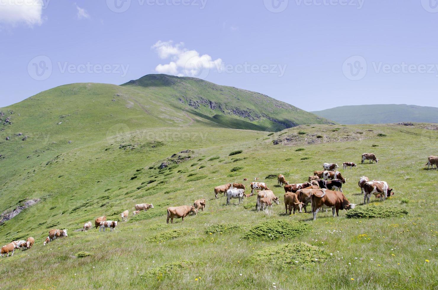 Kühe auf dem Berg foto