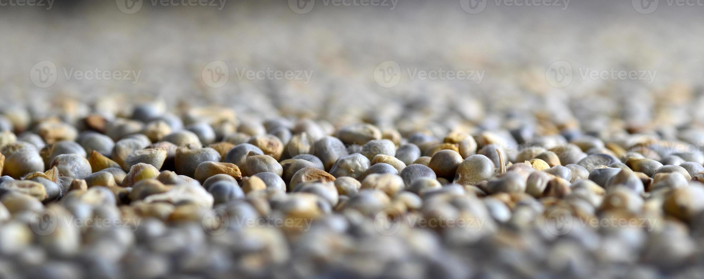 Perlhirse als Hintergrund. Nahansicht. foto