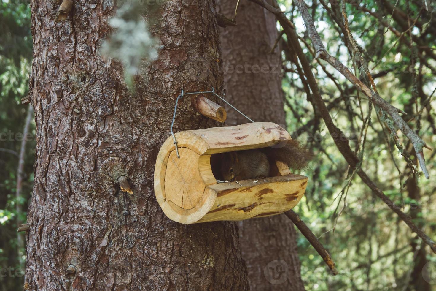 Eichhörnchen schaut aus dem Haus in die Waldparklandschaft. Eichhörnchenhaus im Wald. Eichhörnchenhaus in der Waldszene. foto