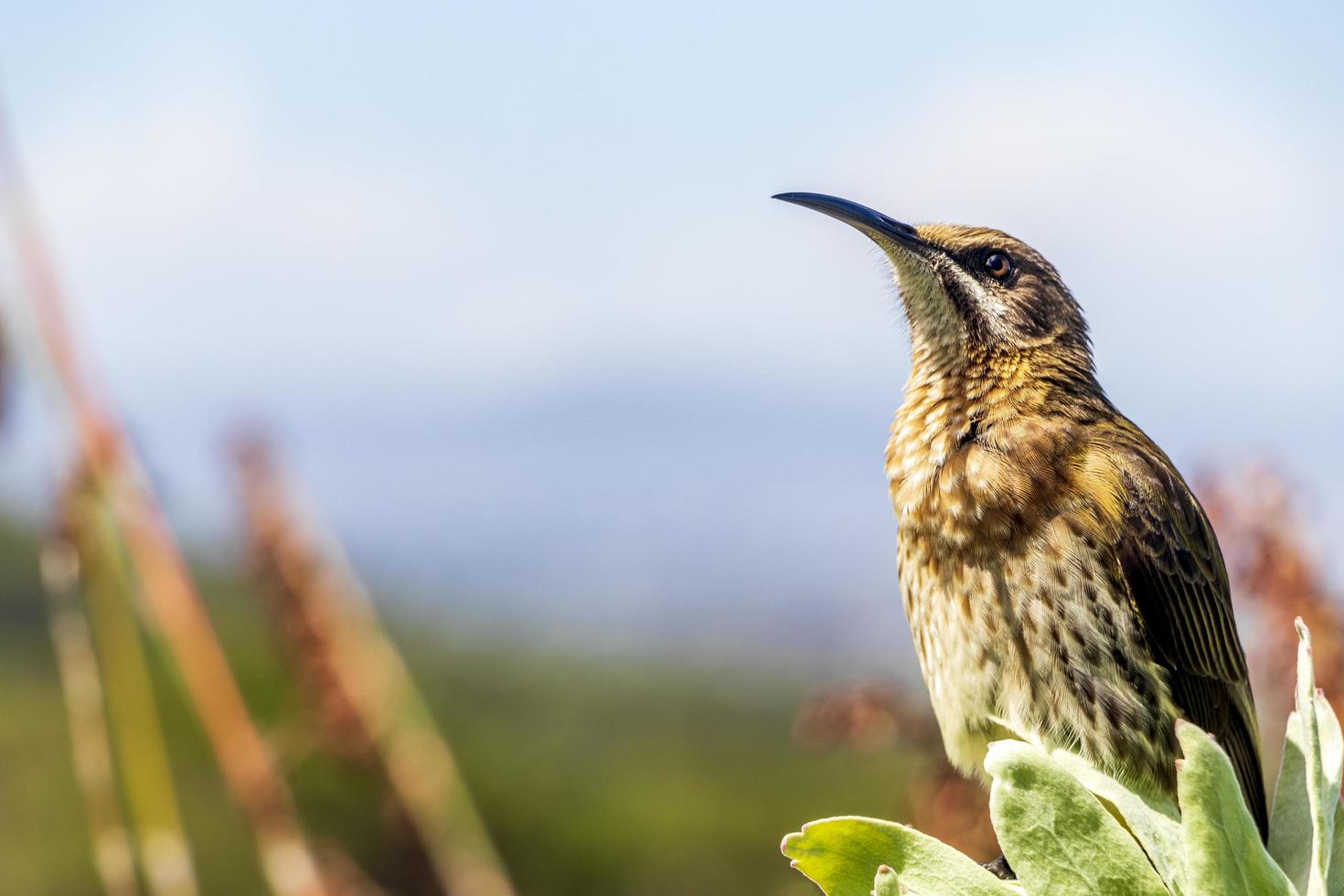 Cape Sugarbird sitzt auf Pflanzen Blumen, Kirstenbosch National Botanical Garden. foto