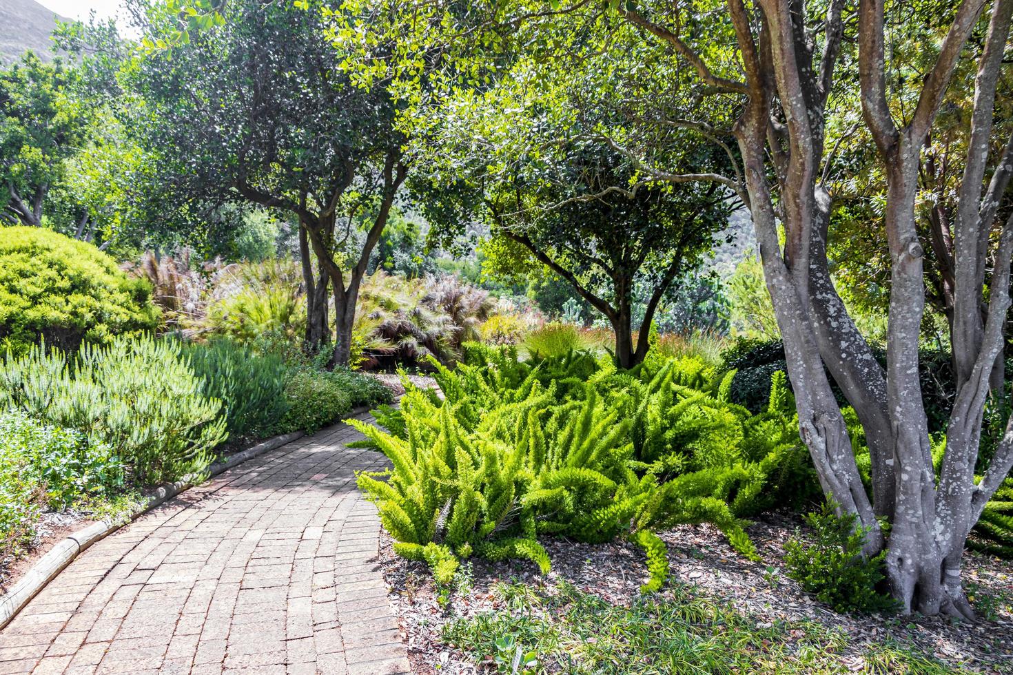 Wanderweg im Kirstenbosch National Botanical Garden, Kapstadt. foto
