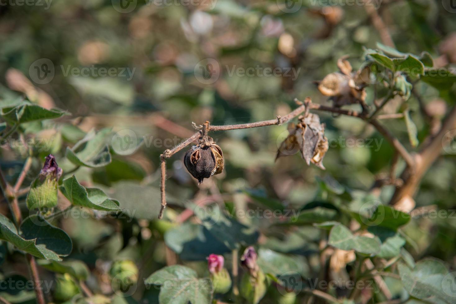 Baumwollfarmfeld, Nahaufnahme von Wattebällchen und Blumen. foto