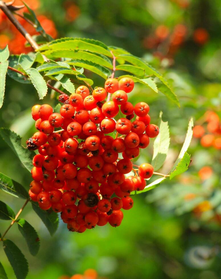 das Magie von Beeren reichlich Beeren foto