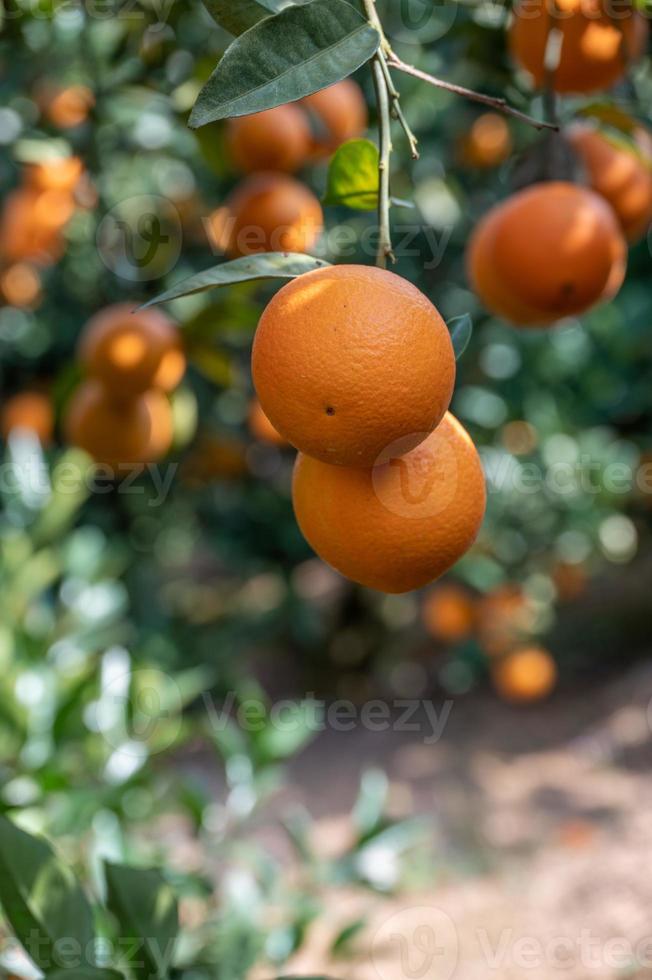 die Orangenbäume im Obstgarten hatten eine gute Ernte und die grünen Zweige und Blätter waren mit goldenen Orangen bedeckt foto