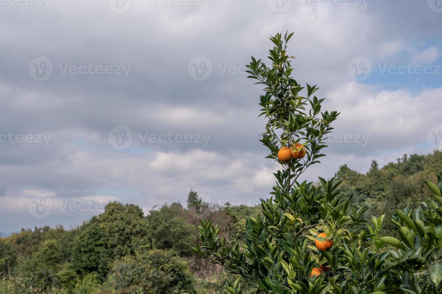 Orangenplantagen unter klarem Himmel und weißen Wolken foto