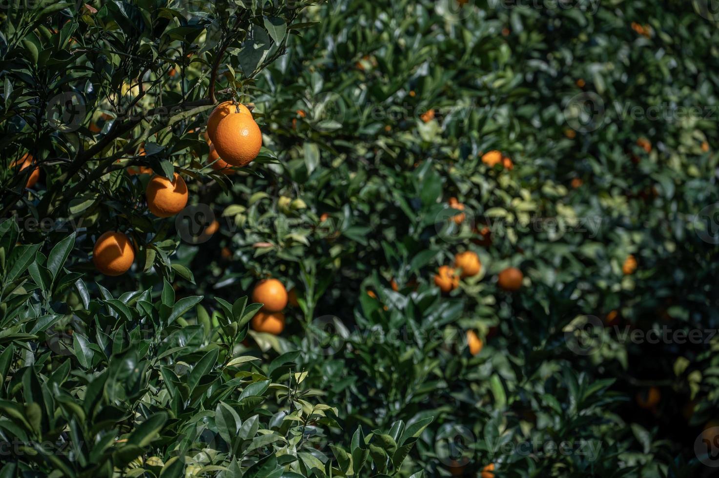 die Orangenbäume im Obstgarten hatten eine gute Ernte und die grünen Zweige und Blätter waren mit goldenen Orangen bedeckt foto