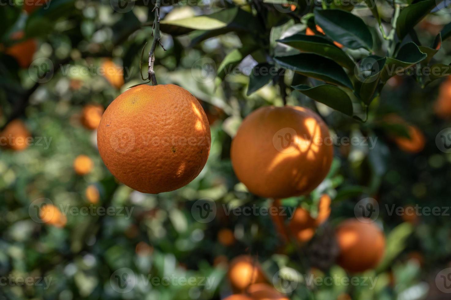 Nahaufnahme von goldenen Orangen, die an grünen Zweigen und Blättern hängen foto