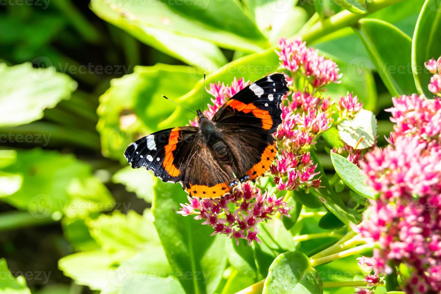 Fotografie zum Thema schöner schwarzer Schmetterling Monarch foto