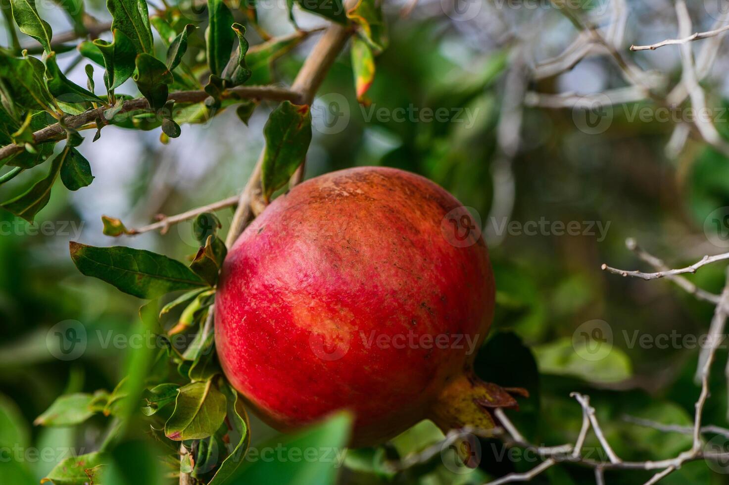 rot reif Granatapfel Früchte wachsen auf Granatapfel Baum im ein Garten, bereit zum Ernte. foto