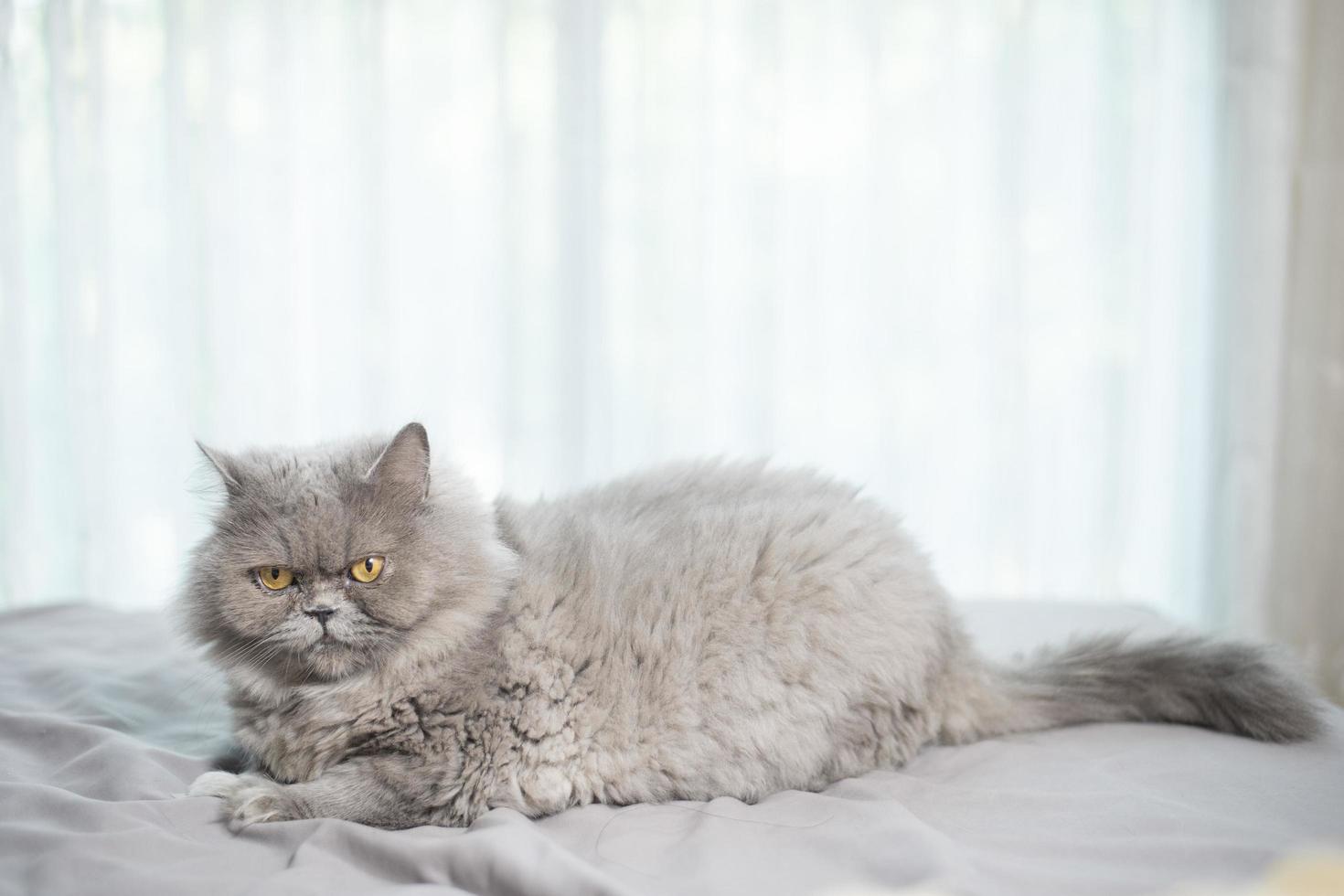 süße schottische faltenkatze. foto