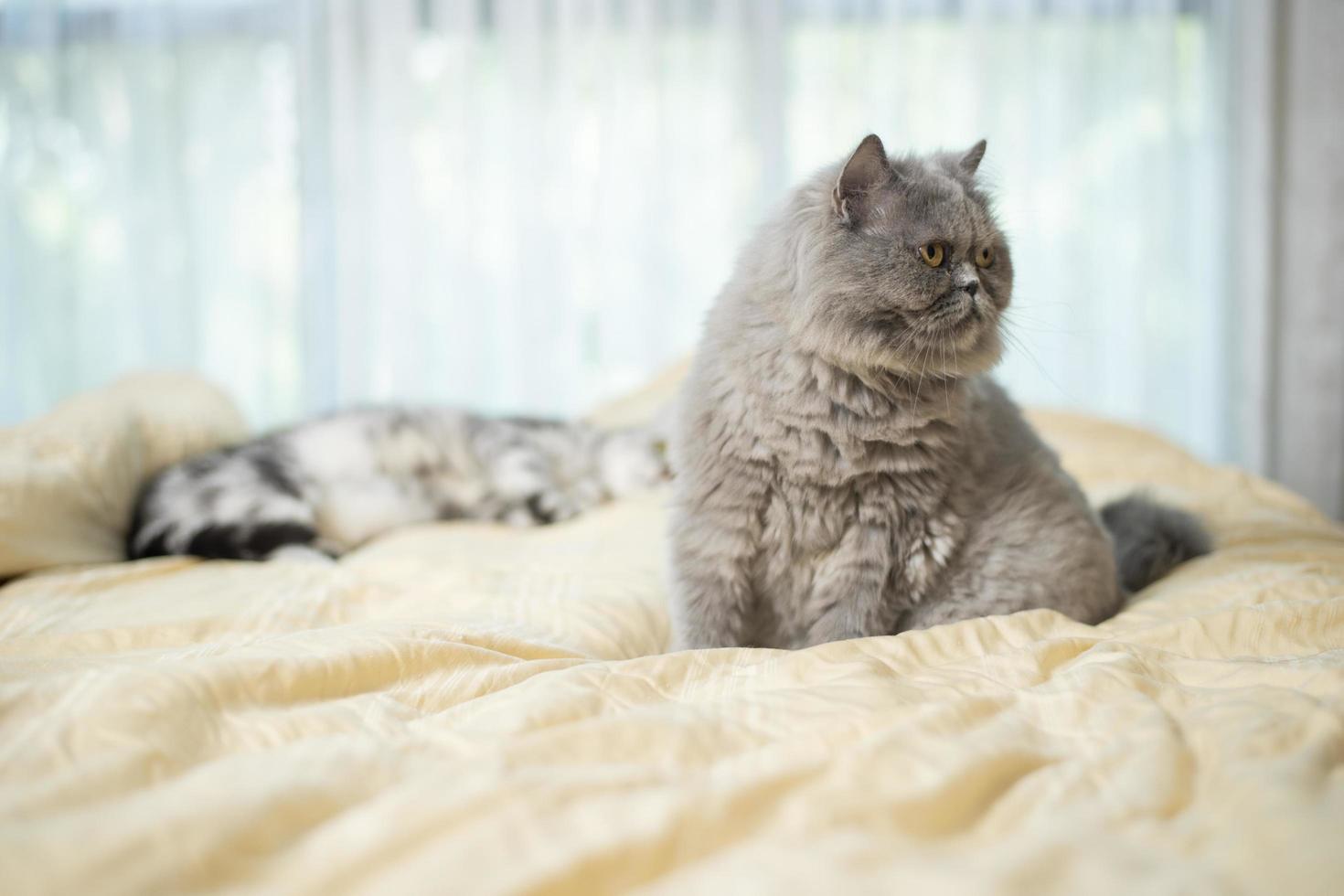 süße schottische faltenkatze. foto