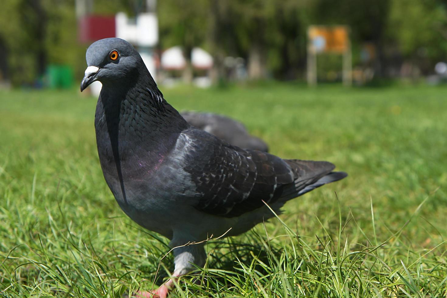 Porträt einer Taube in Nahaufnahme auf grünem Gras foto