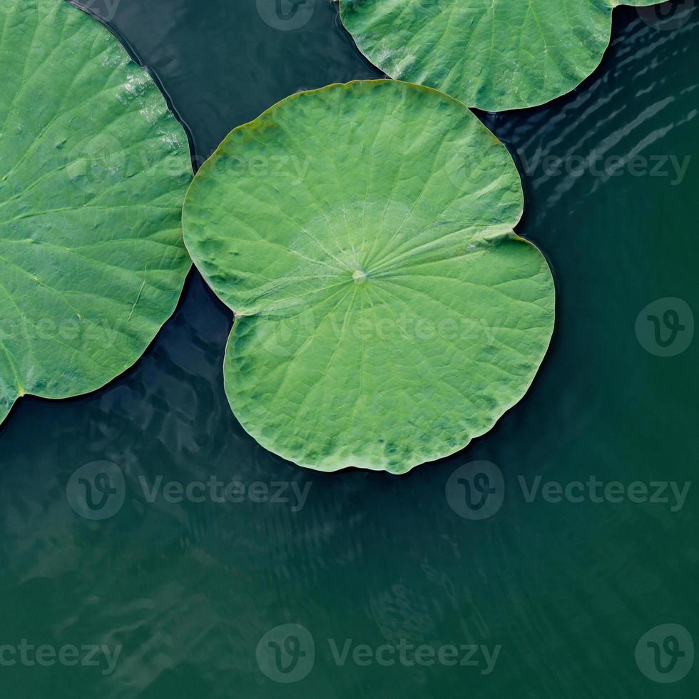 grünes Lotusblatt im See. foto