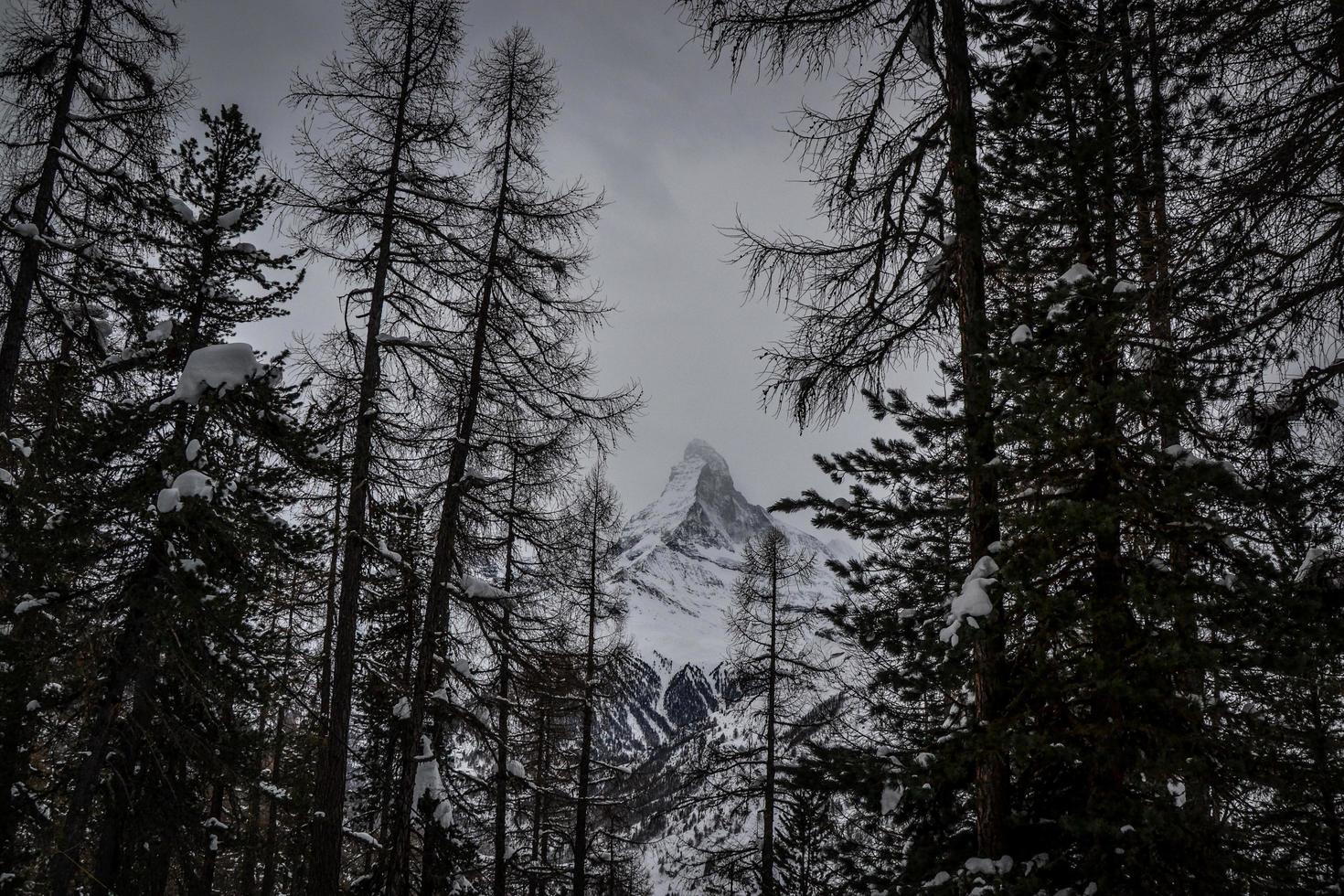 zwischen den Bäumen foto