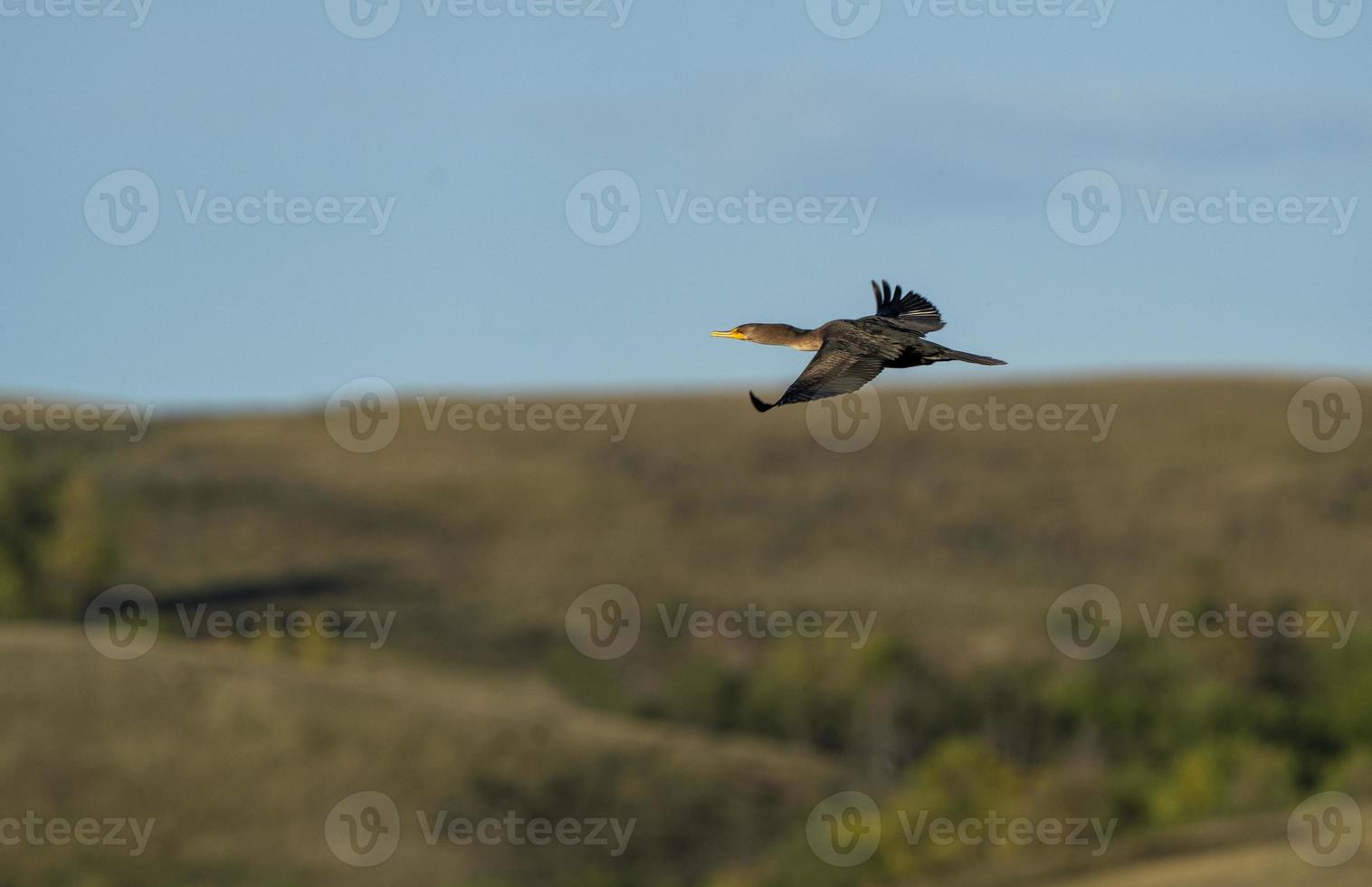 Kormoran im Flug foto