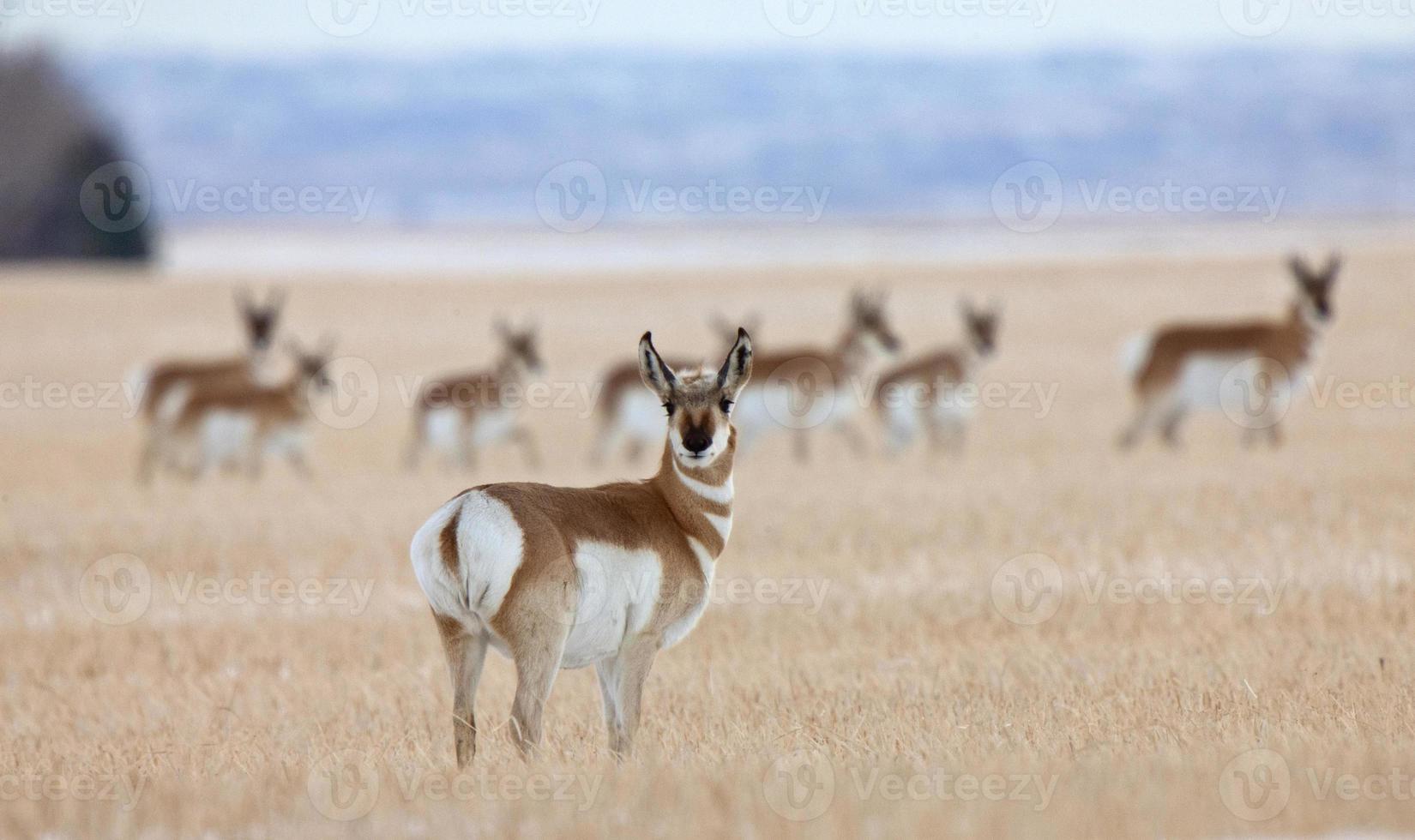 Gabelbock-Antilope Prärie foto