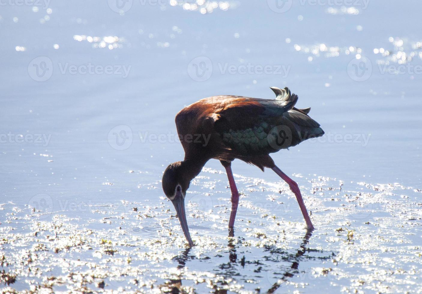 weißgesichtiger ibis foto