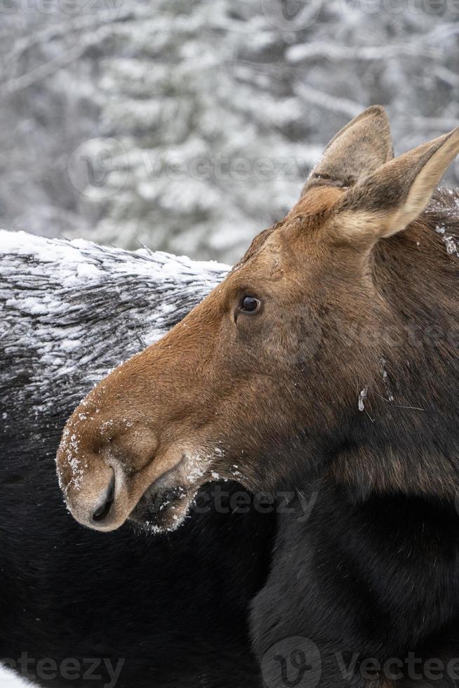 Winterelche Manitoba foto