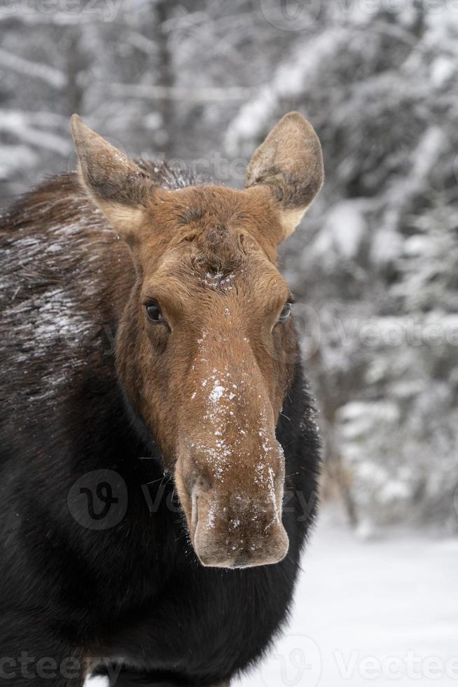 Winterelche Manitoba foto