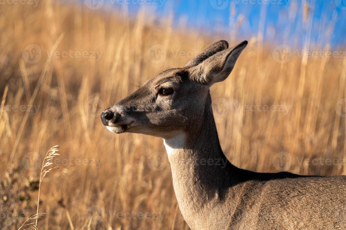 Rehe in freier Wildbahn foto