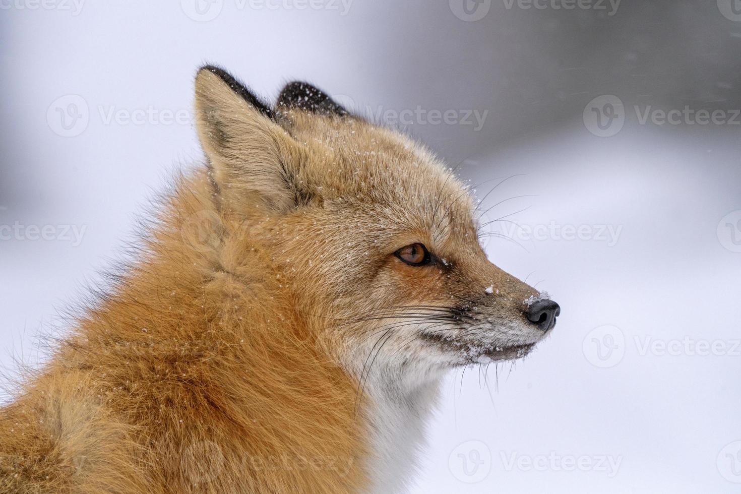 Fuchs im Winter foto