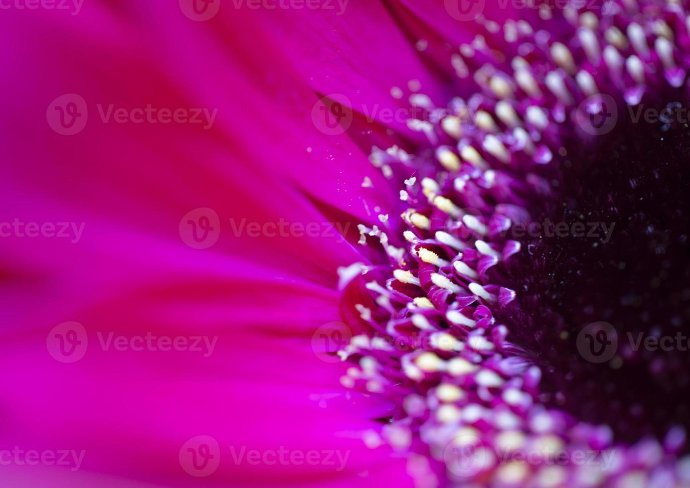 rosa Blume Iris foto