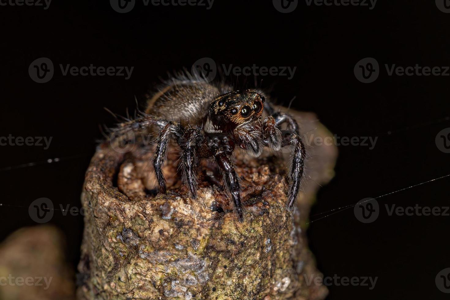 kleine springende Spinne foto