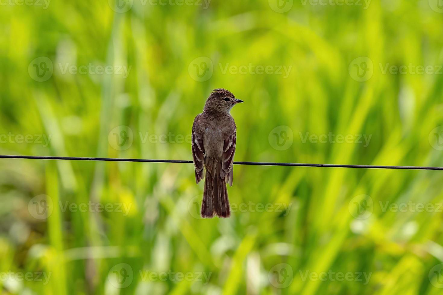 kleiner Tyrannen-Fliegenschnäpper-Vogel foto