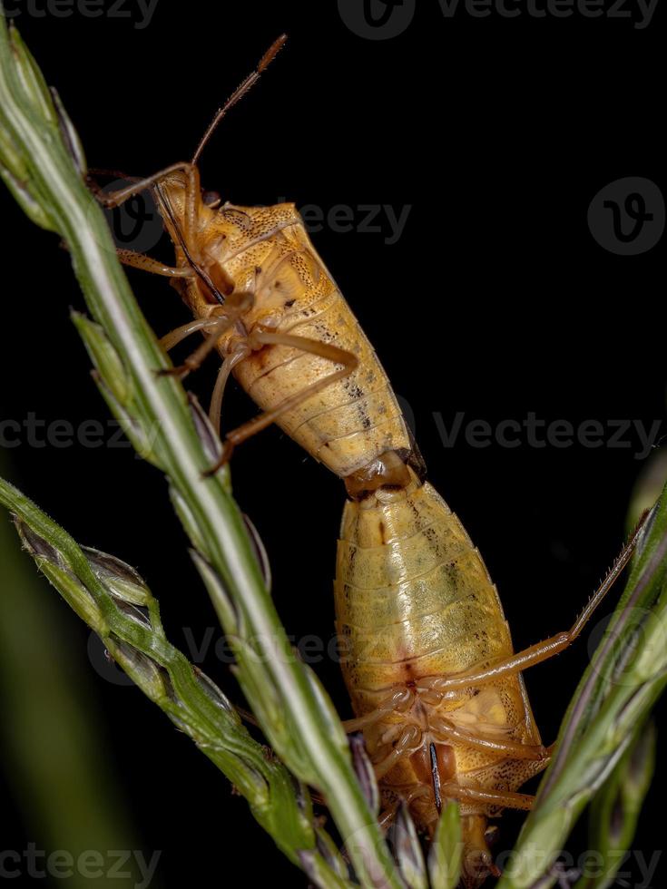 Erwachsene stinken Käfer foto