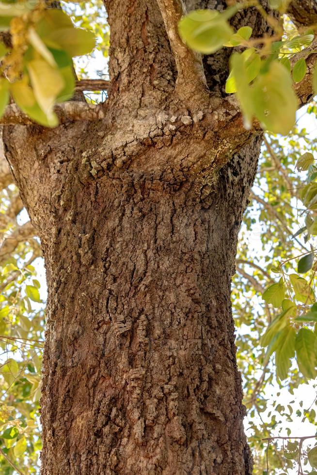 brasilianischer zweikeimblättriger Baum foto