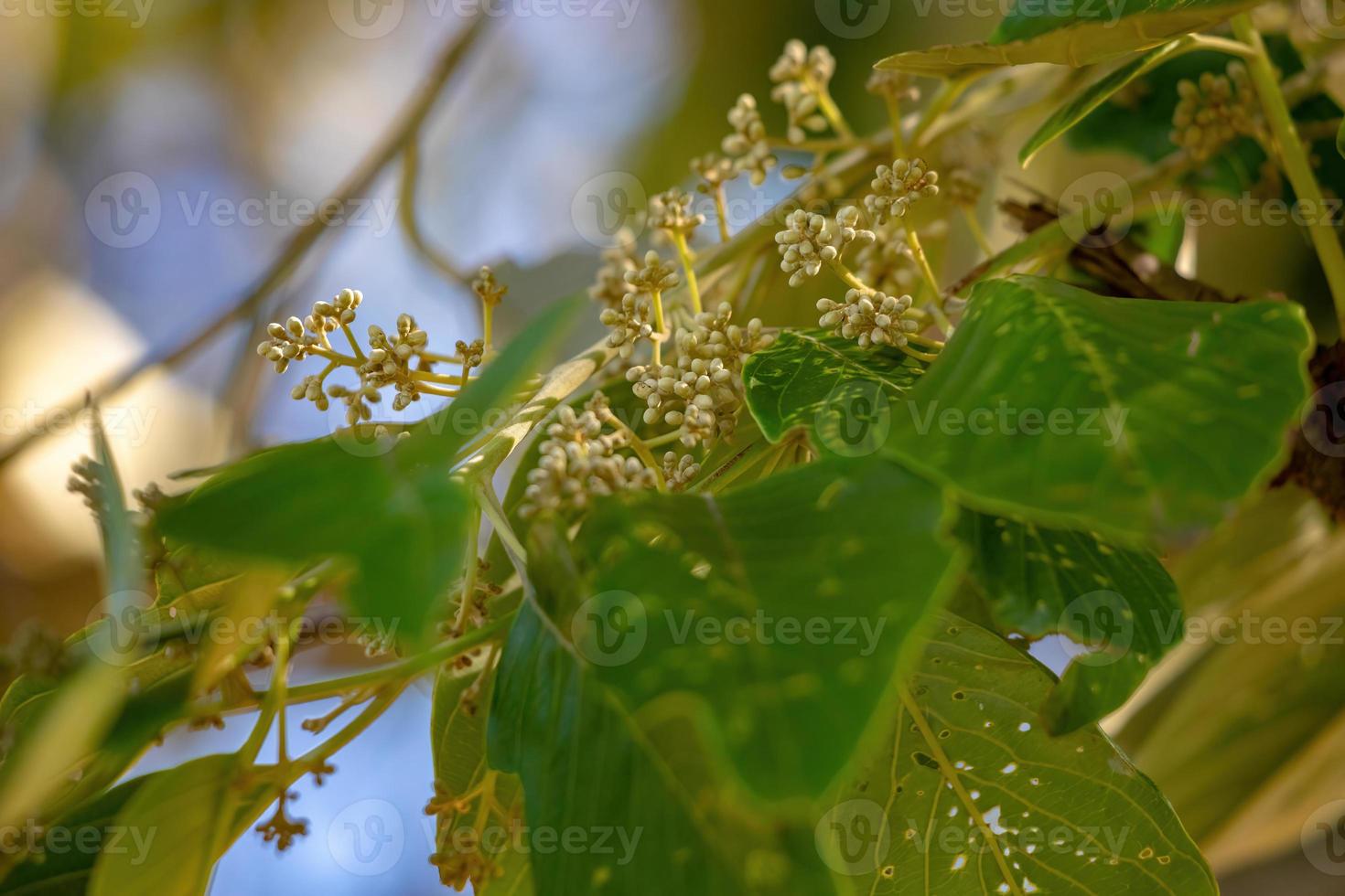 brasilianischer zweikeimblättriger Baum foto