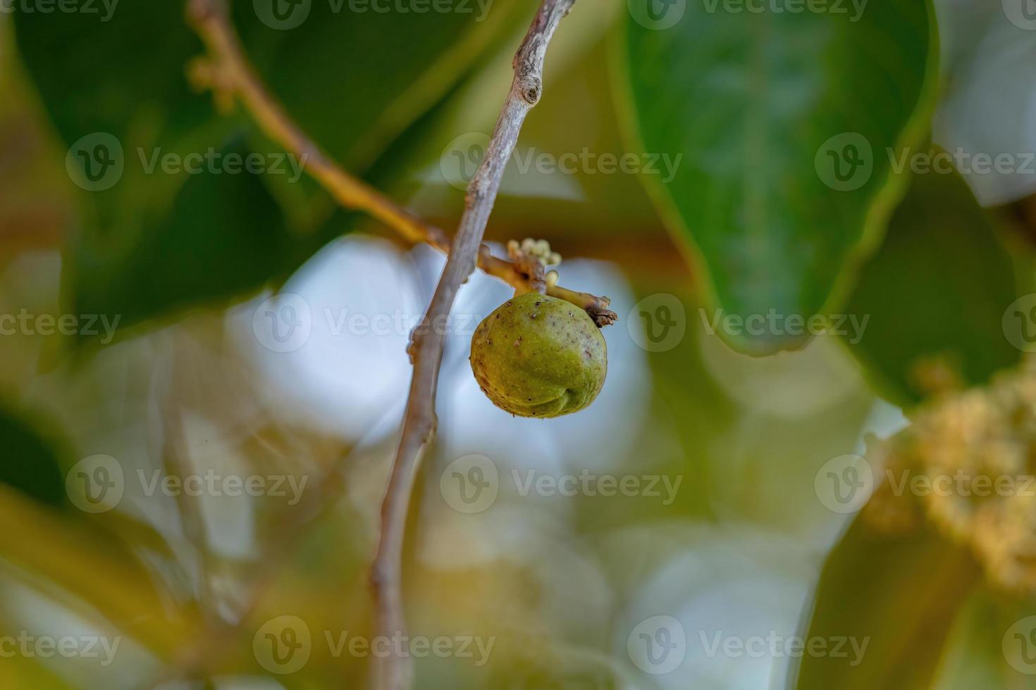 brasilianischer zweikeimblättriger Baum foto