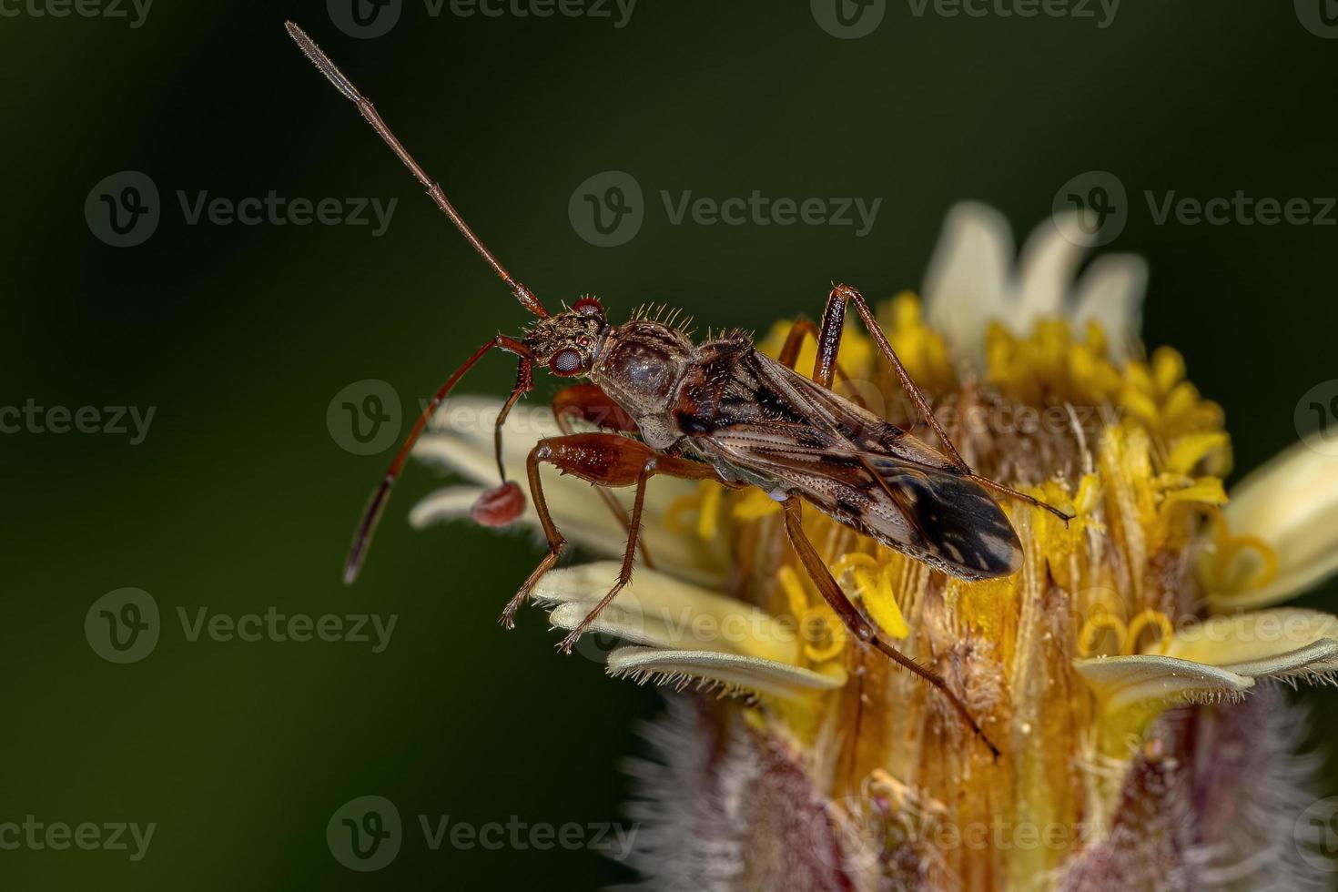 erwachsener schmutzfarbener Samenkäfer foto