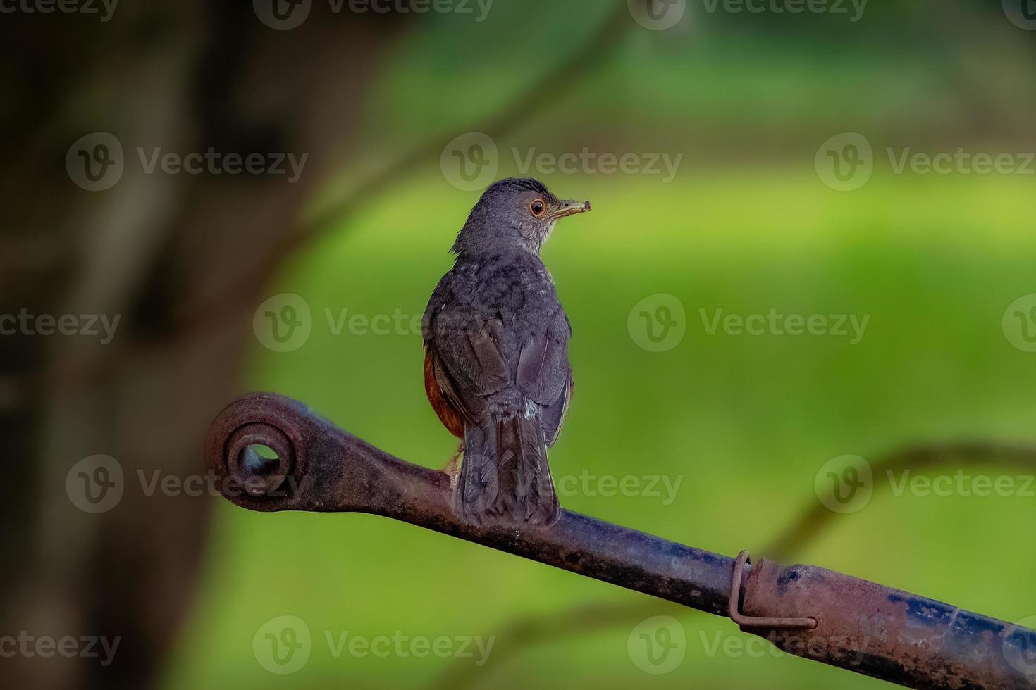 erwachsener Rotbauchdrosselvogel foto