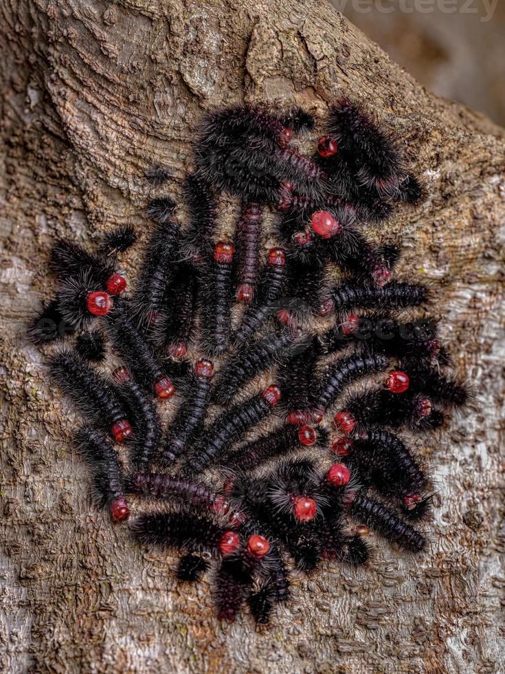 Gruppe schwarzer Raupen foto