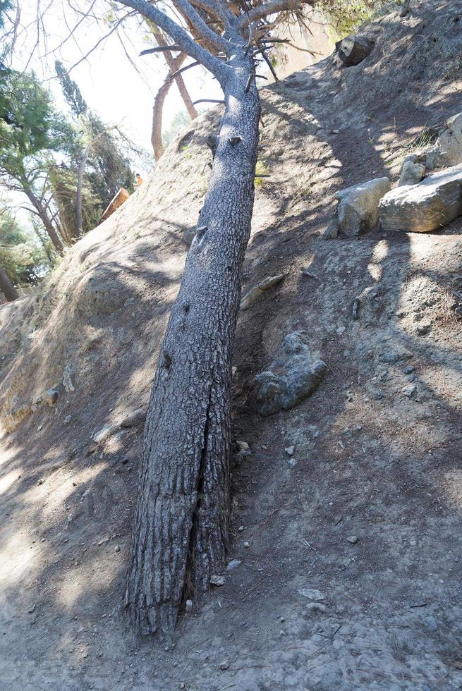 ein umgestürzter Baum auf trockenem Land. foto