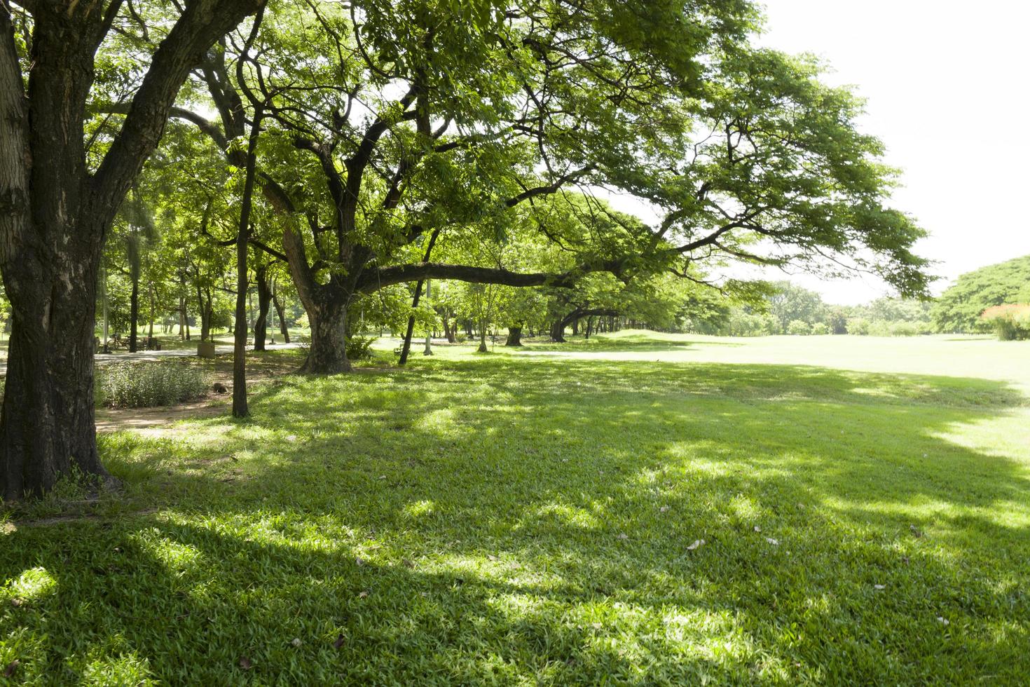 schönes grünes Gras im Park foto