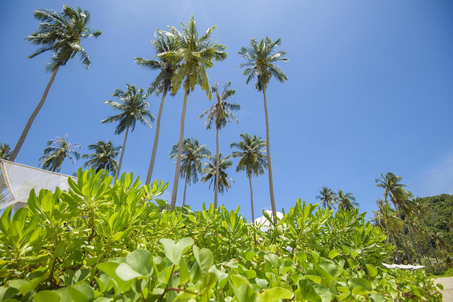 Schöne Aussicht auf einen gemütlichen Bungalow mit grünem tropischem Garten auf der Insel Phi Phi, Thailand? foto