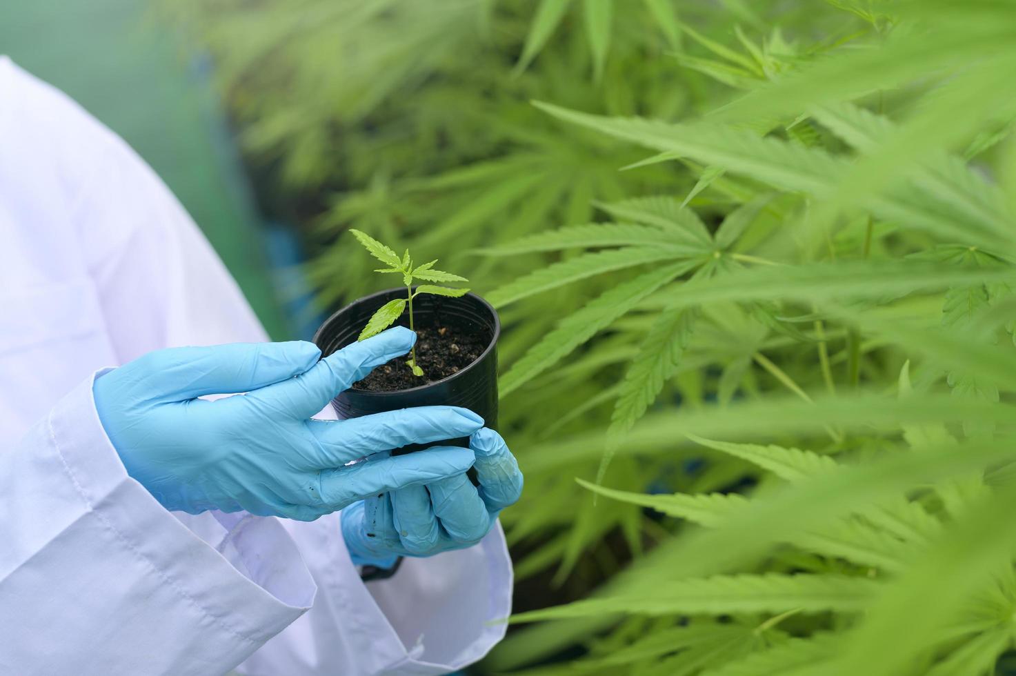 Ein Wissenschaftler hält Cannabissetzlinge in einer legalisierten Farm. foto