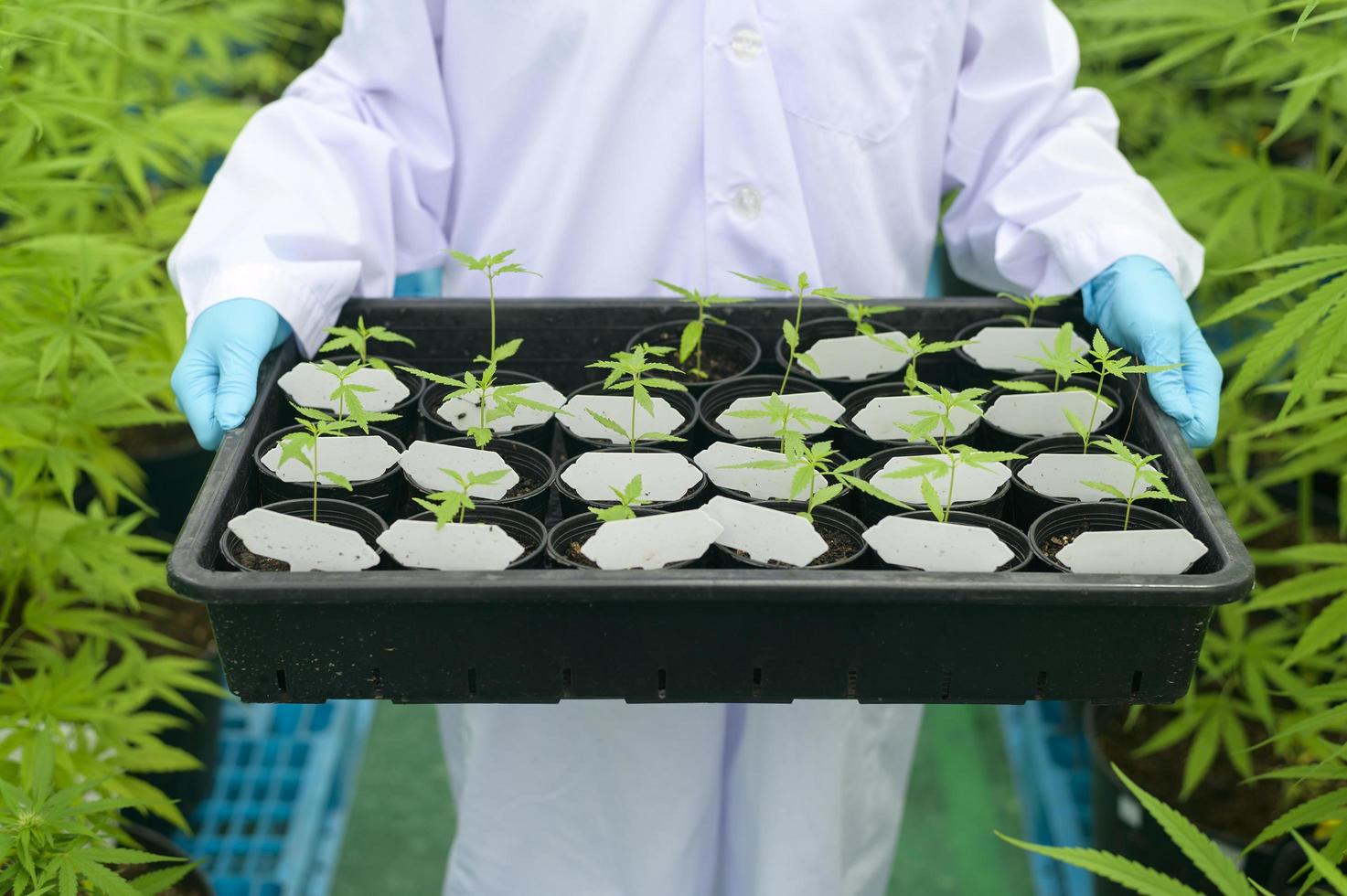 Ein Wissenschaftler hält Cannabissetzlinge in einer legalisierten Farm. foto